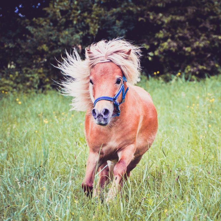 Shetty auf Wiese