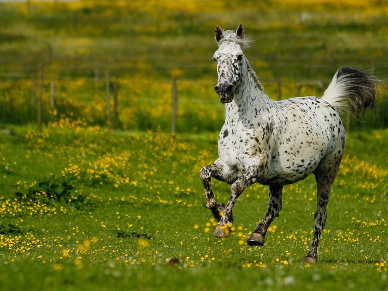 Ein graues Pferd läuft über eine blühende Wiese voller gelber Blumen.