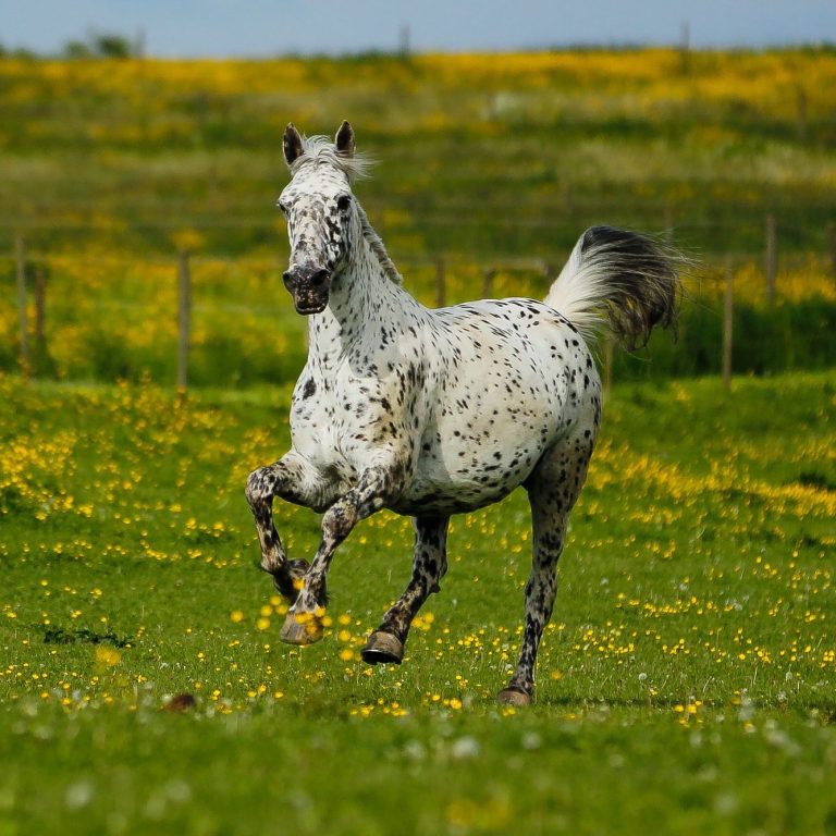 Ein graues Pferd galoppiert auf einer blühenden Wiese.