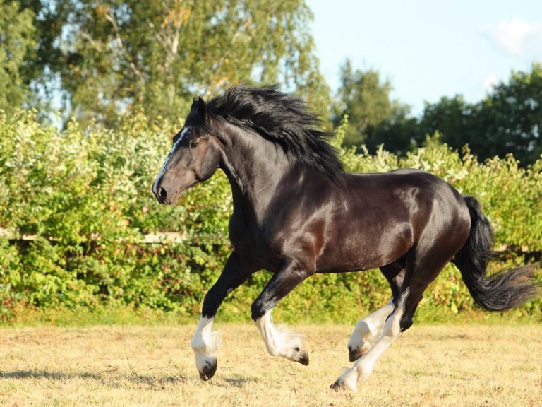 Schwarzes Pferd galoppiert auf einer Wiese vor grünen Bäumen.