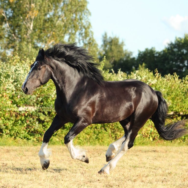 Schwarzes Pferd galoppiert auf einer Wiese mit Bäumen im Hintergrund.